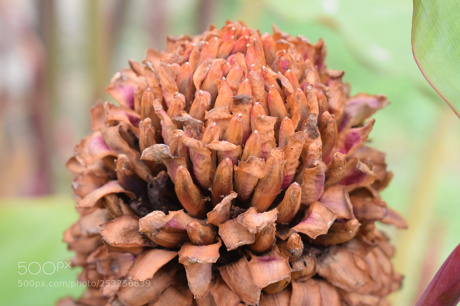 Nikon D5300 sample photo. Dsc photography