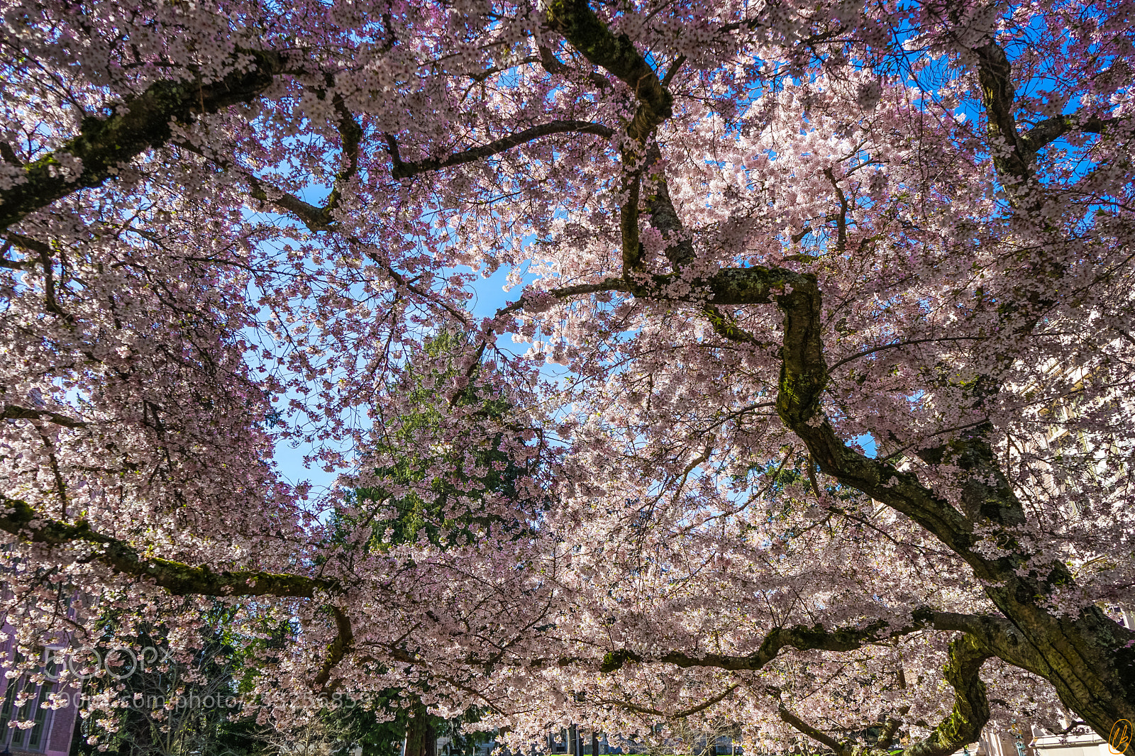 Sony a7 II sample photo. Cherry trees at uw photography