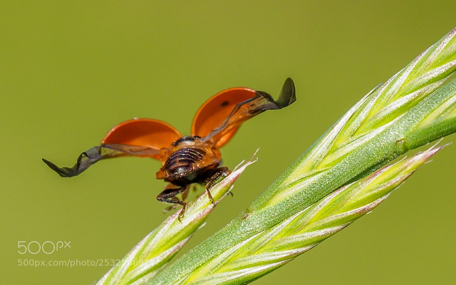 Olympus OM-D E-M1 Mark II sample photo. Ladybug photography