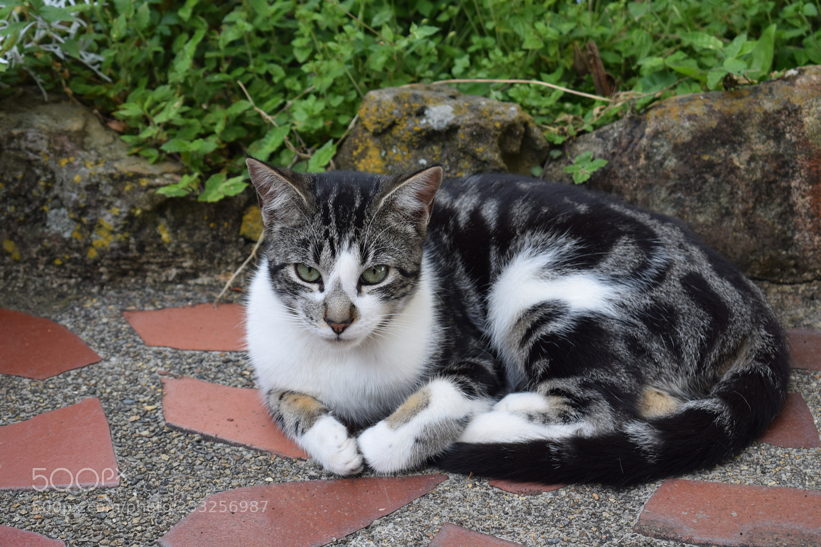 Nikon D5300 sample photo. Dsc photography
