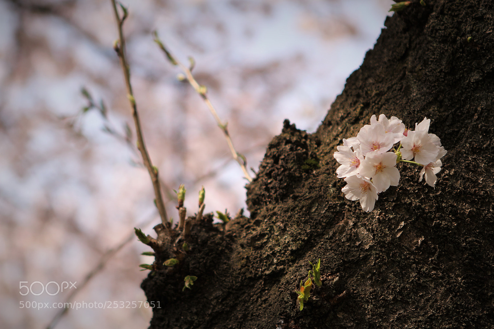 Canon EOS 7D sample photo. Img photography