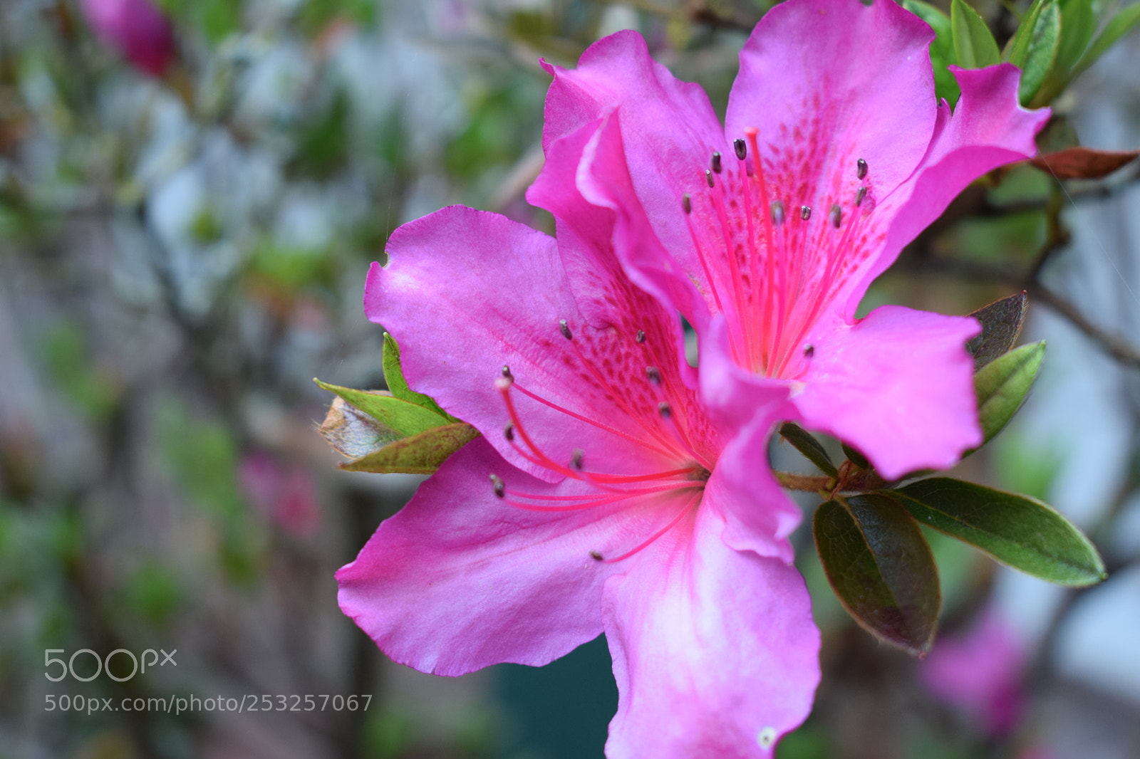 Nikon D5300 sample photo. Dsc photography