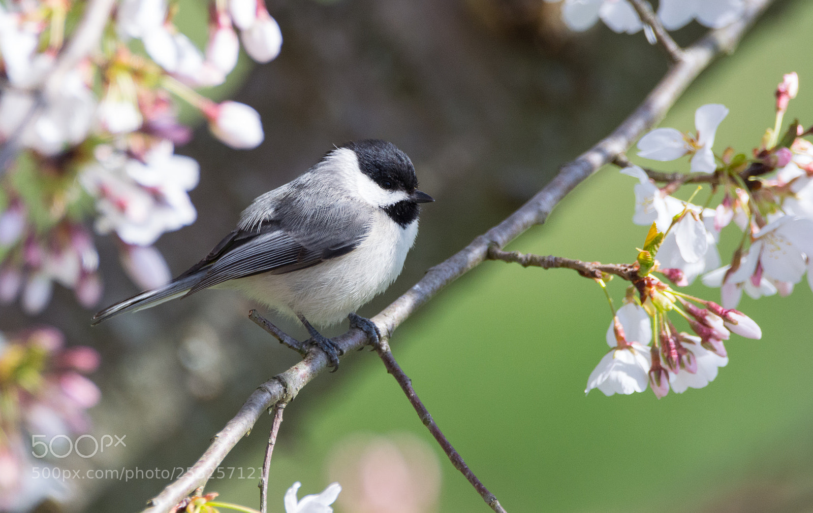 Nikon D5200 sample photo. Chickadee perched in a photography