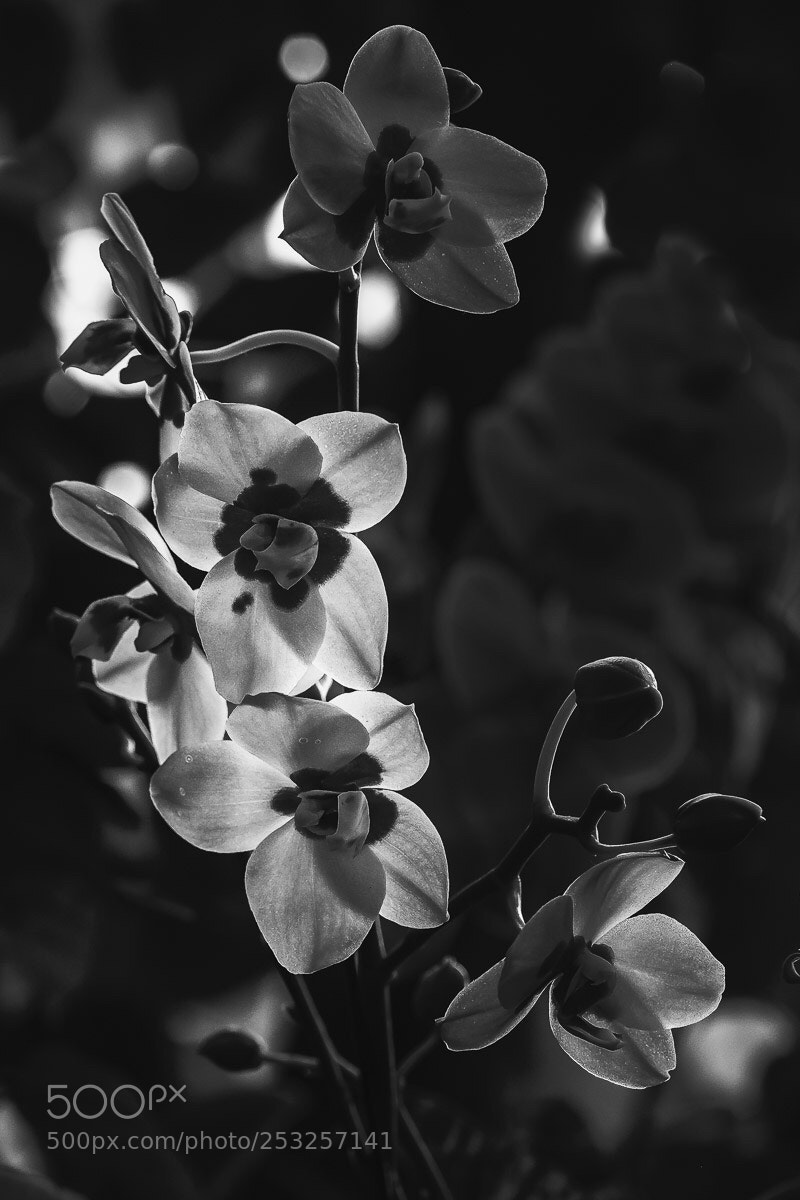 Fujifilm X-H1 sample photo. Orchards white and black photography