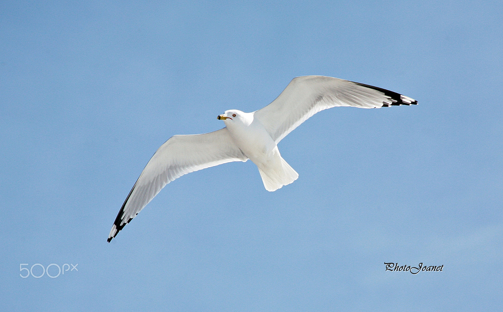 Canon EOS 5D sample photo. Liberté ? ! photography