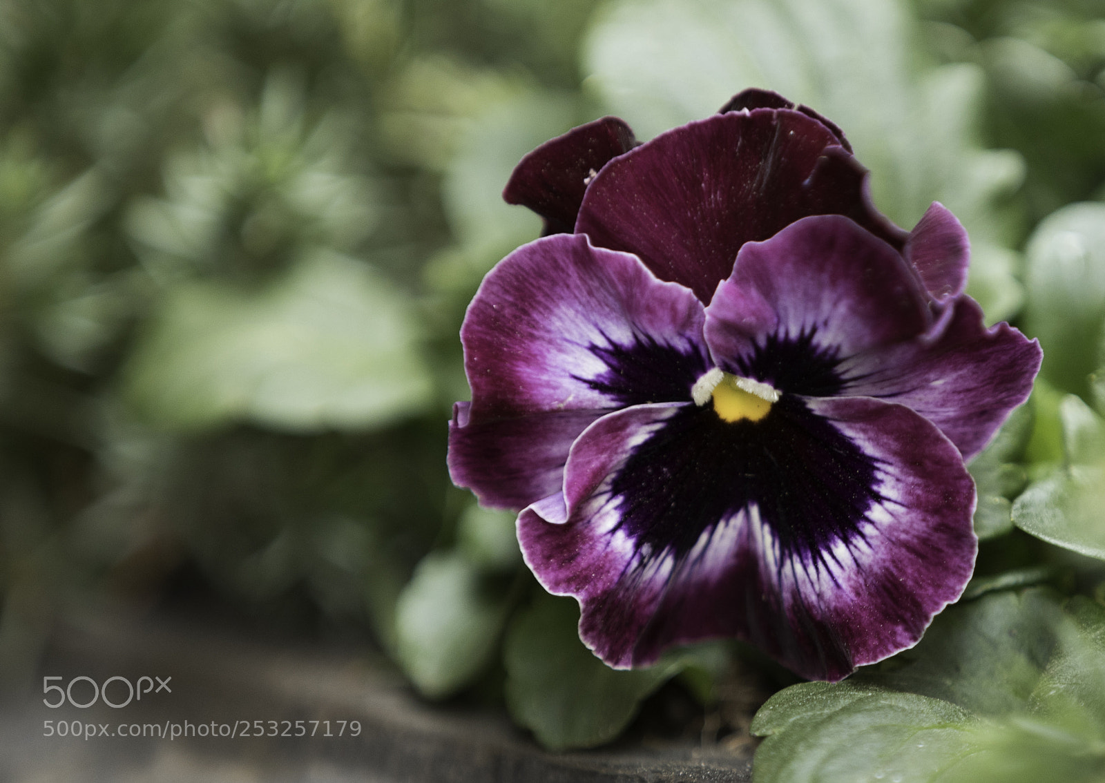 Canon EOS 5D Mark IV sample photo. Pansy photography
