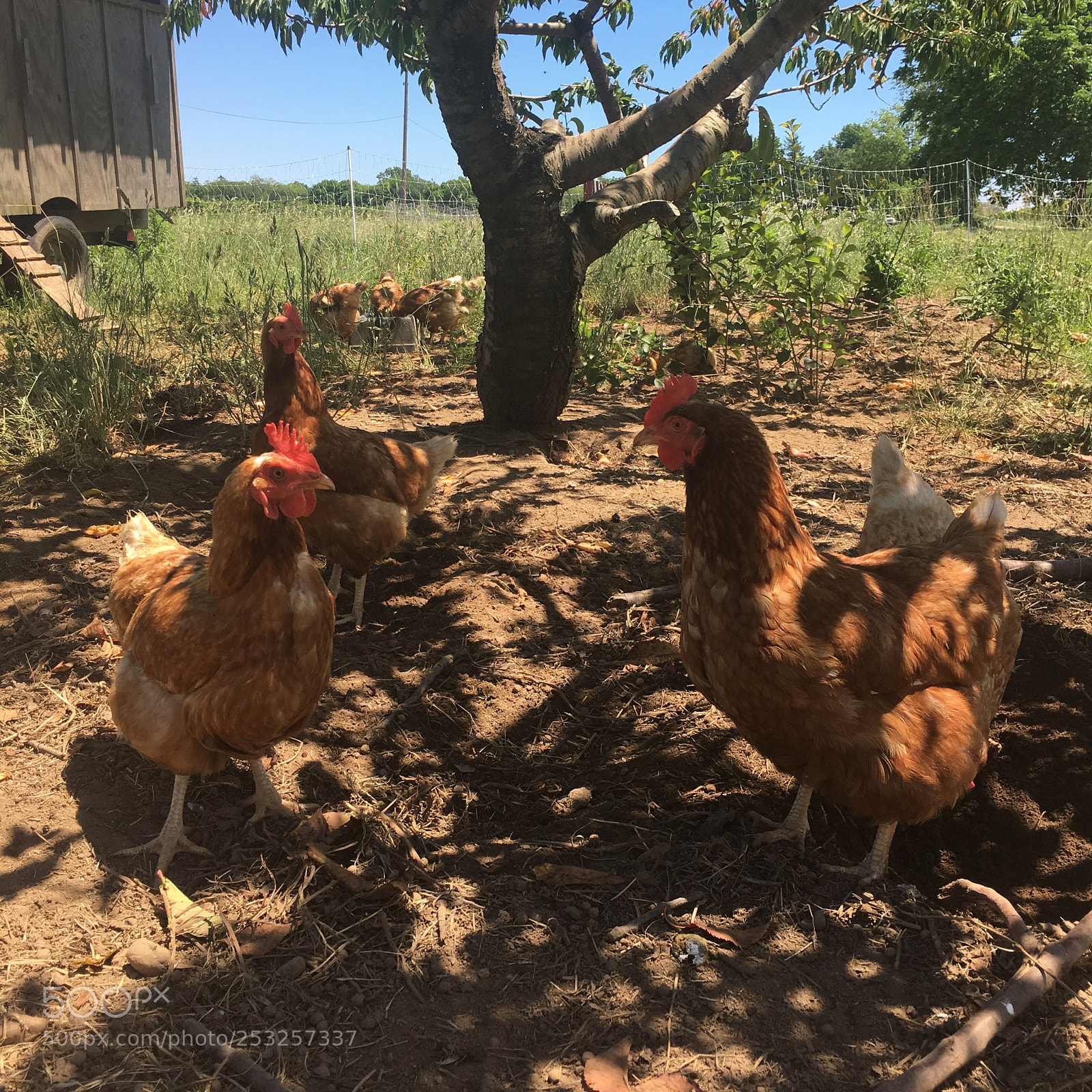Apple iPhone 6s sample photo. Hens photography
