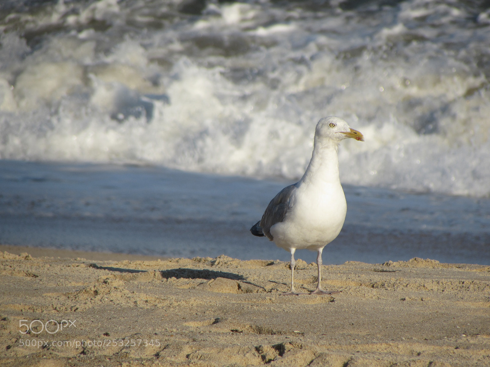 Canon PowerShot SX510 HS sample photo. Seagull photography