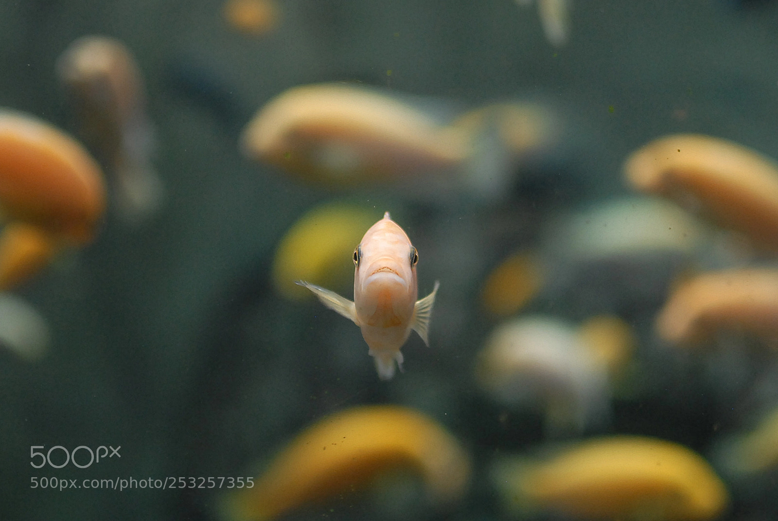 Nikon D200 sample photo. Nemo found you photography