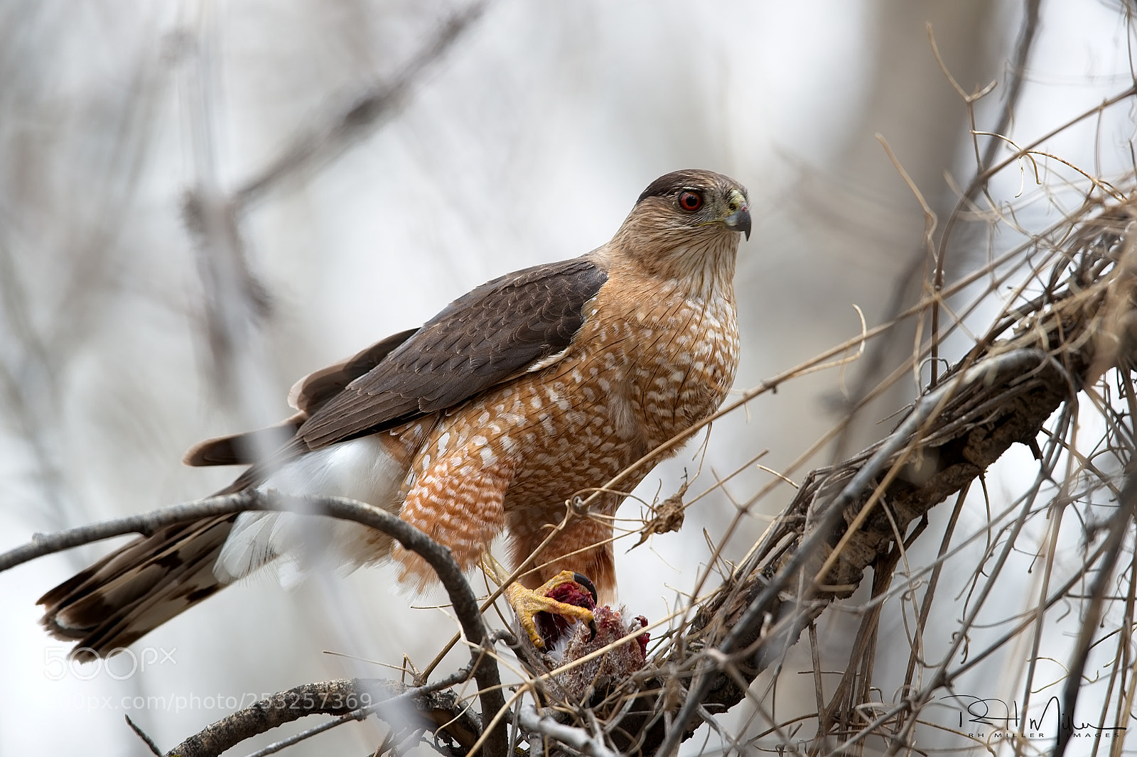 Canon EOS-1D X Mark II sample photo. Cooper's hawk with prey photography