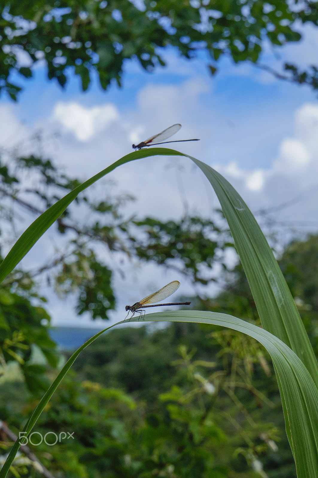 Sony Alpha NEX-F3 sample photo. Twins photography