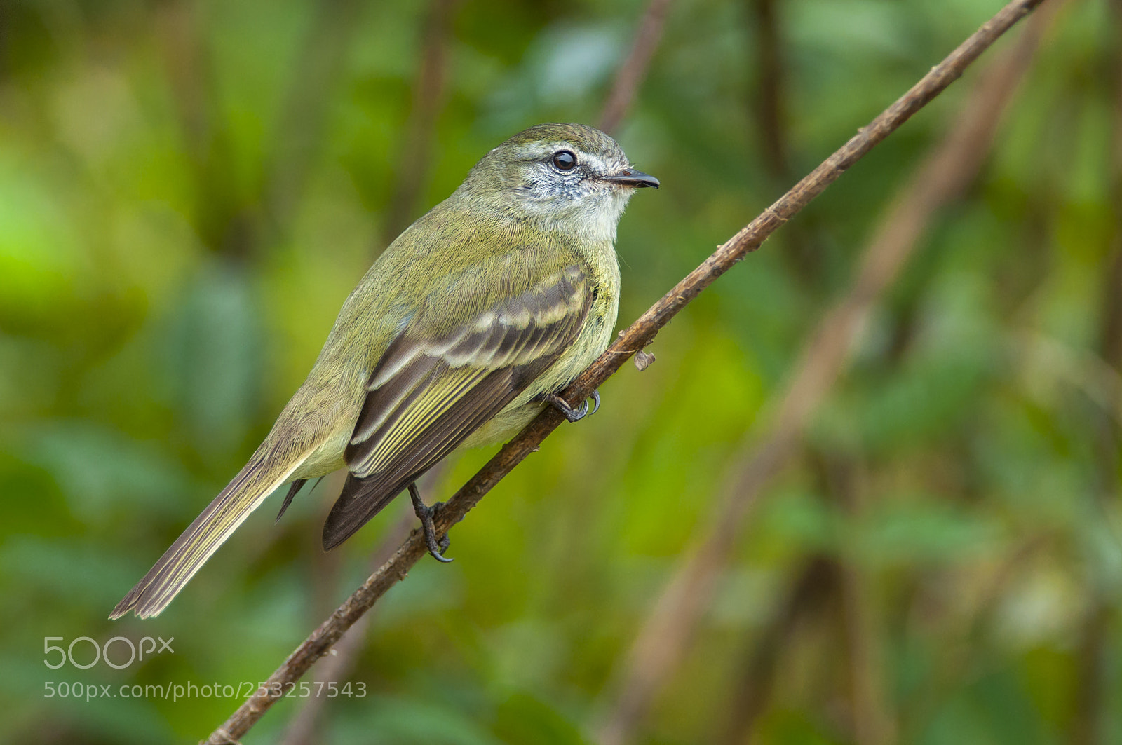 Nikon D5000 sample photo. Planalto tyrannulet photography