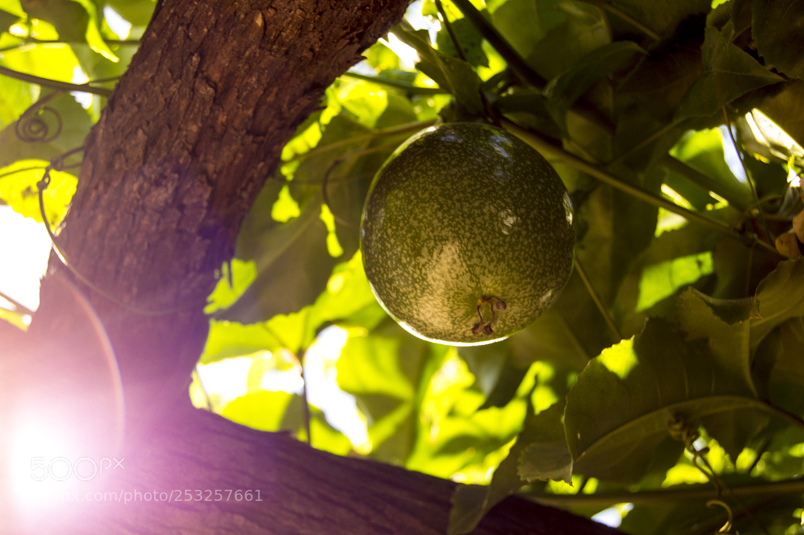 Nikon D3100 sample photo. Untitled photography