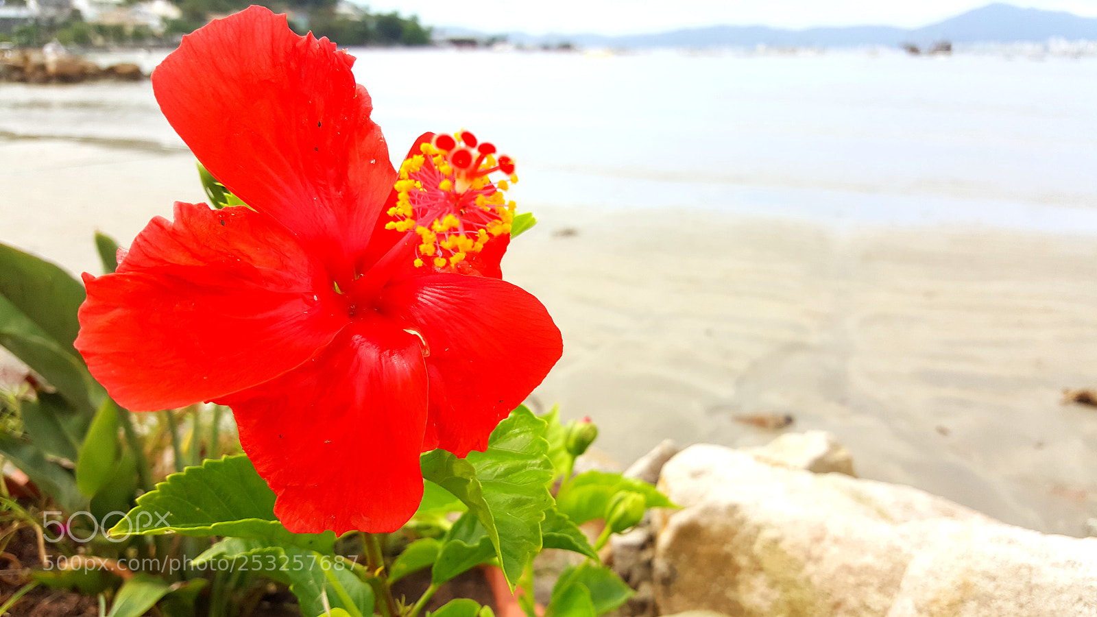 Samsung GALAXY S6 edge sample photo. Untitled photography