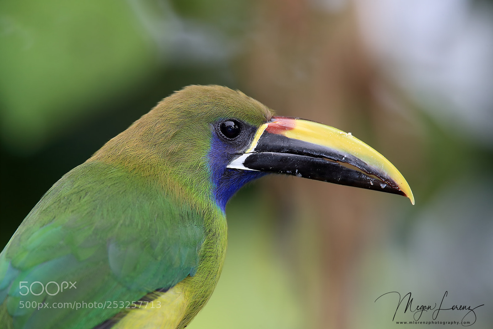 Canon EOS-1D X Mark II sample photo. Toucanet photography