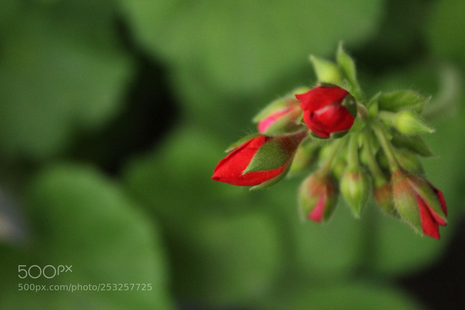 Canon EOS 1300D (EOS Rebel T6 / EOS Kiss X80) sample photo. Rose bud photography