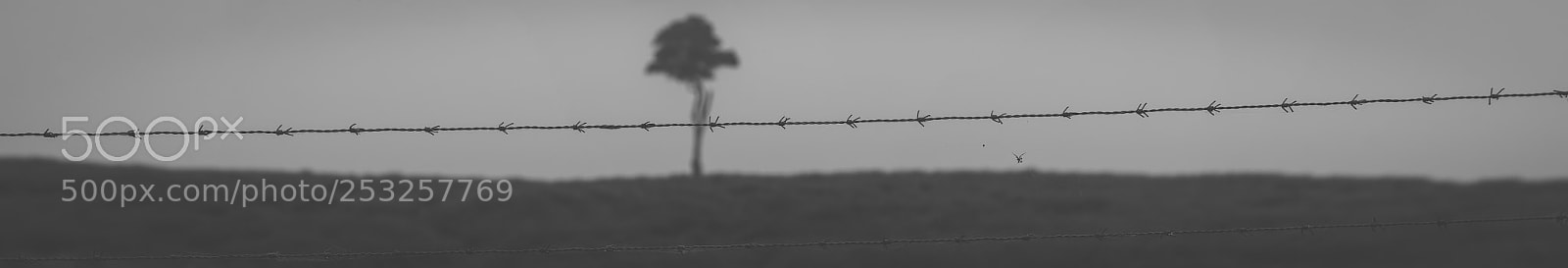 Nikon D800 sample photo. View of one tree photography