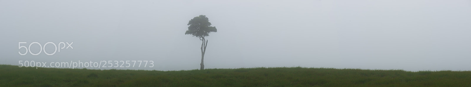 Nikon D800 sample photo. View of one tree photography