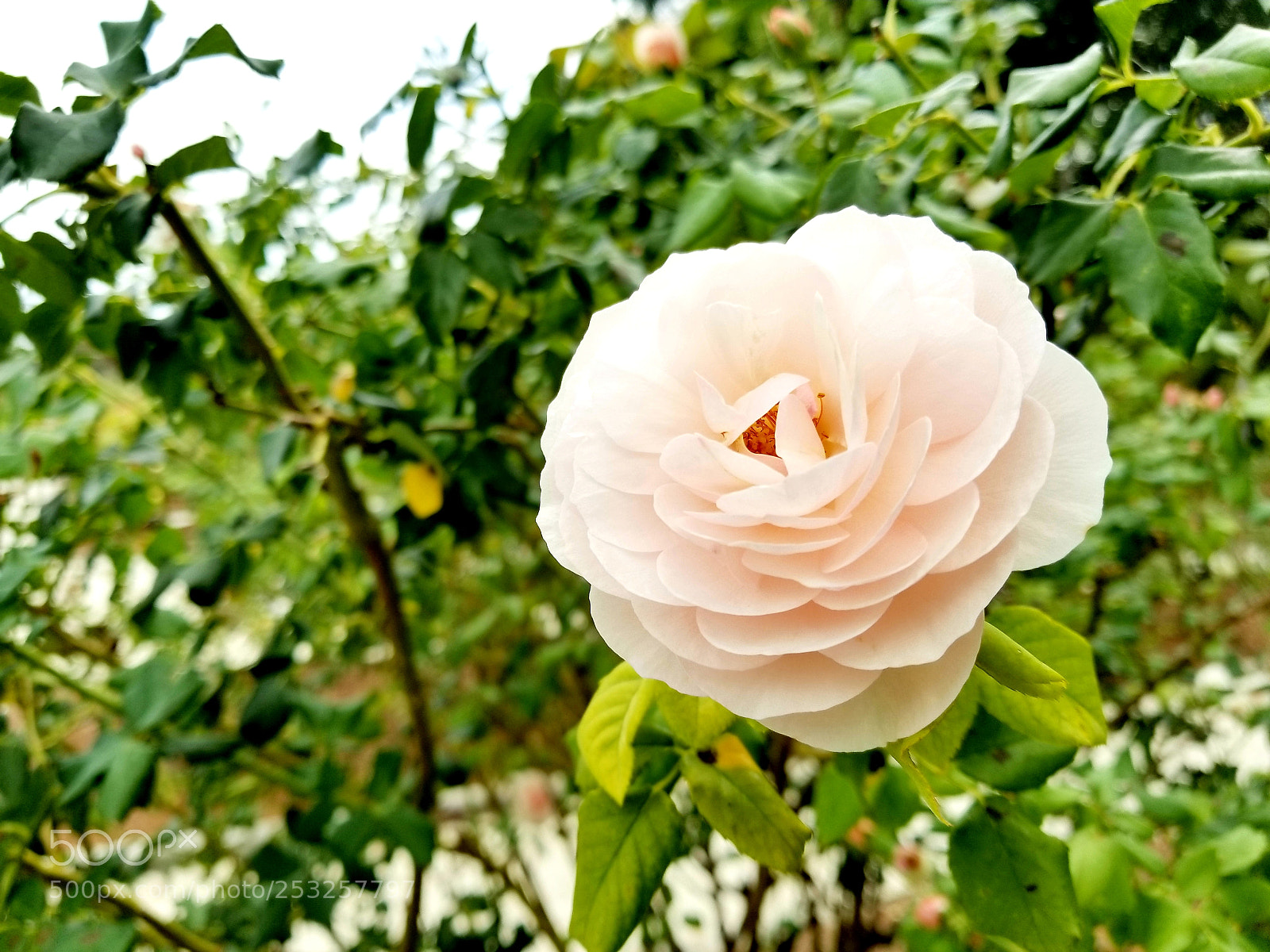 Samsung Galaxy S8 sample photo. The garden photography