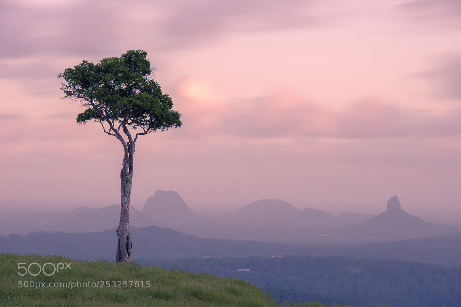 Nikon D800 sample photo. View of one tree photography