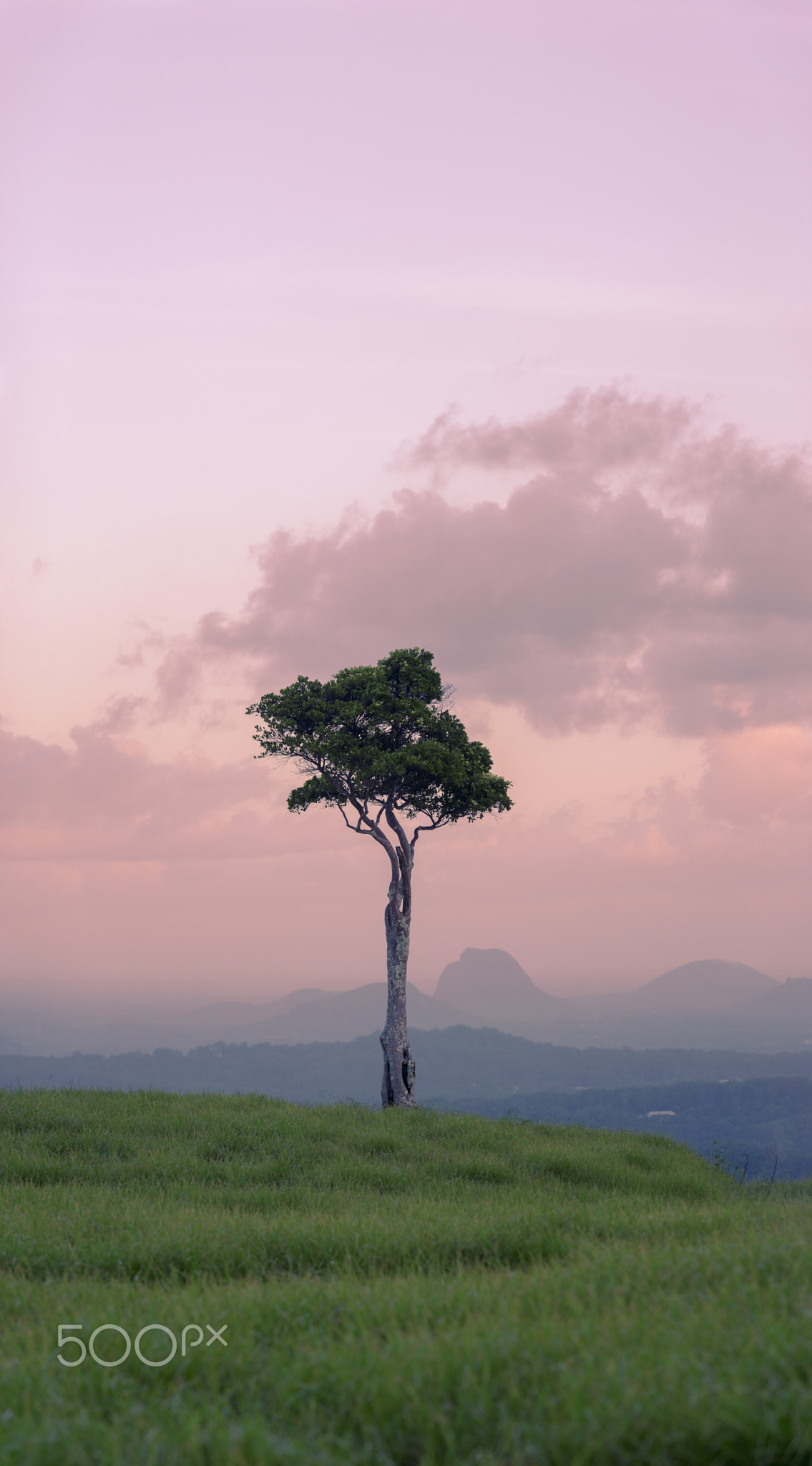 View of one tree hill on a foggy day in the Sunshine Coast.