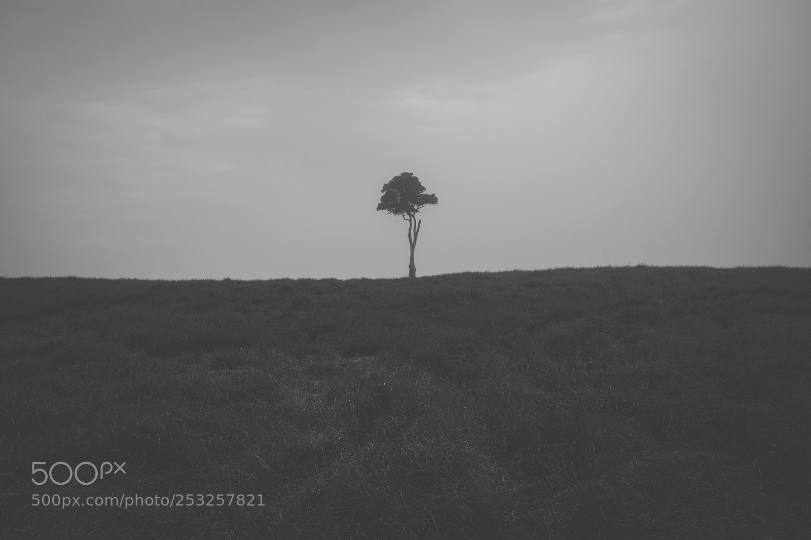 Nikon D800 sample photo. View of one tree photography