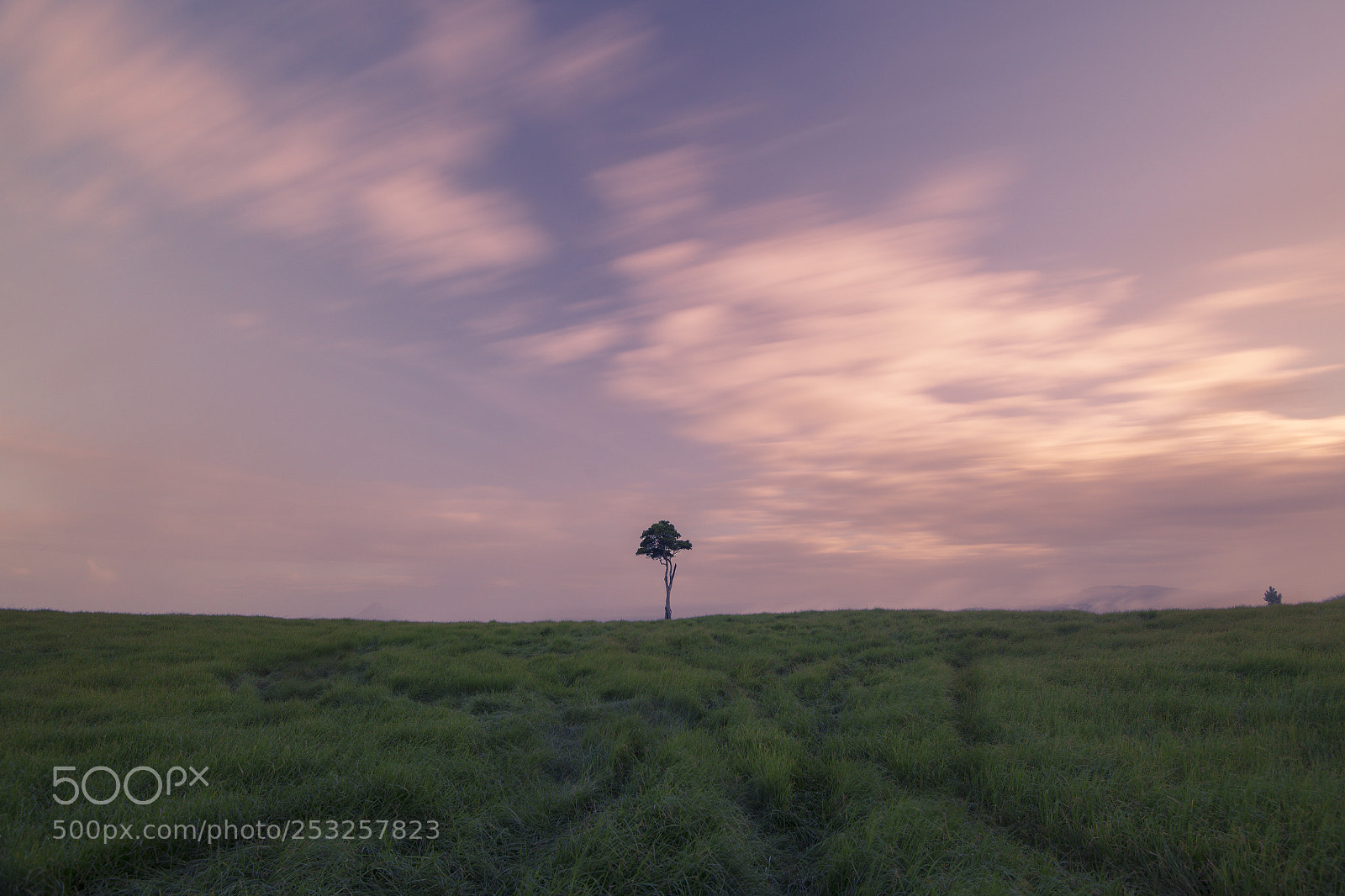 Nikon D800 sample photo. View of one tree photography