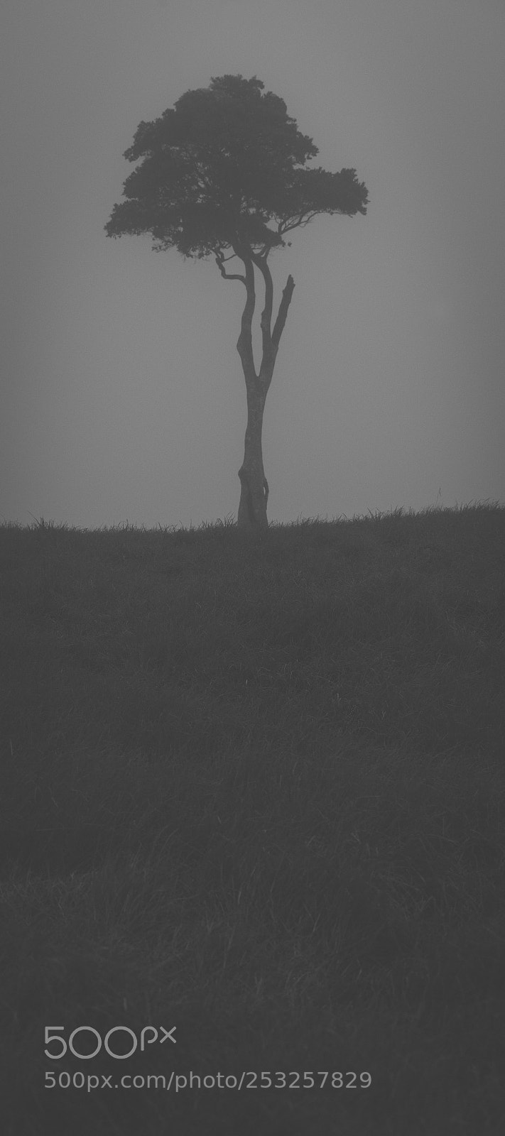 Nikon D800 sample photo. View of one tree photography