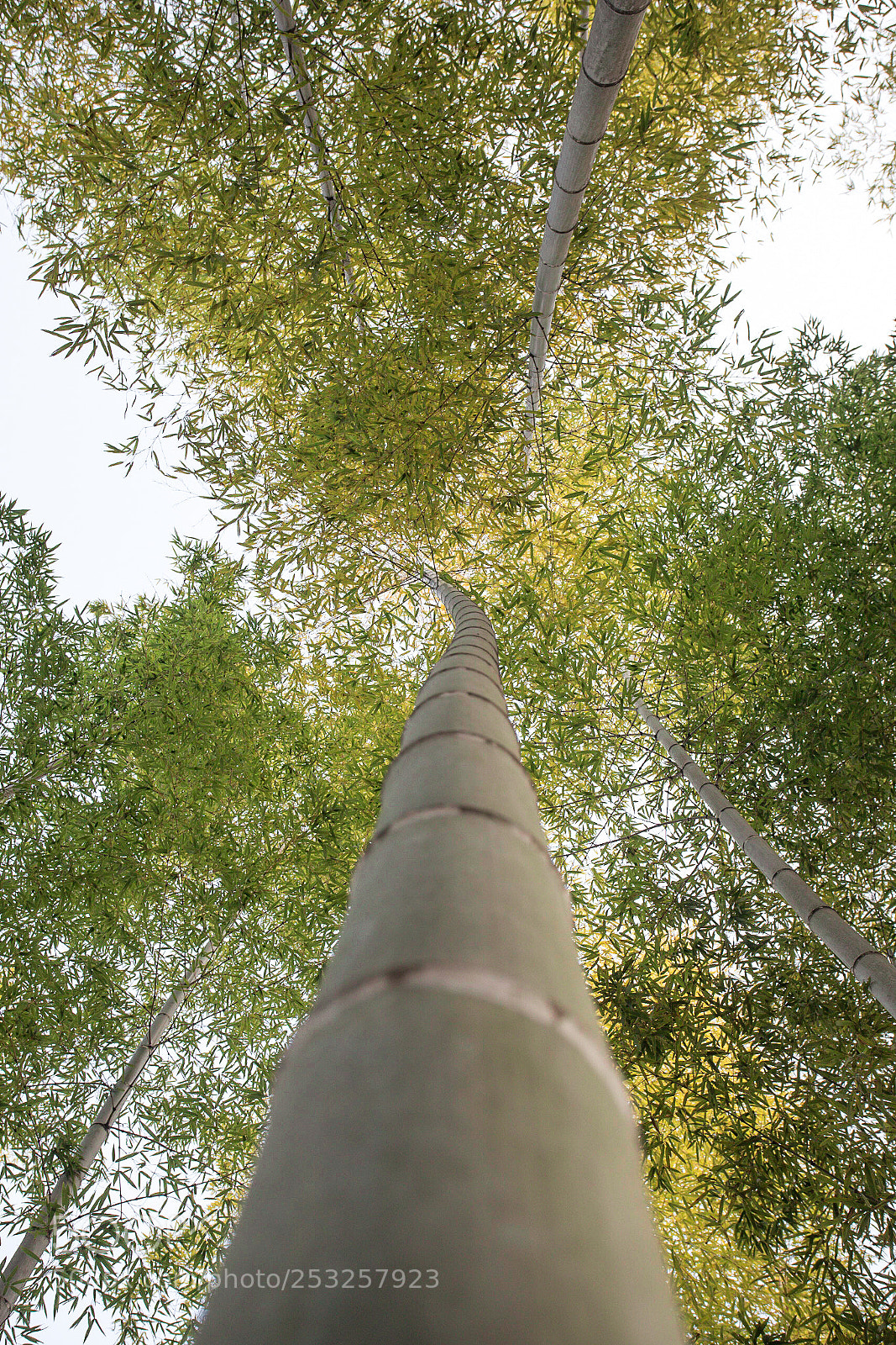 Canon EOS 5D Mark IV sample photo. Bend beyond photography