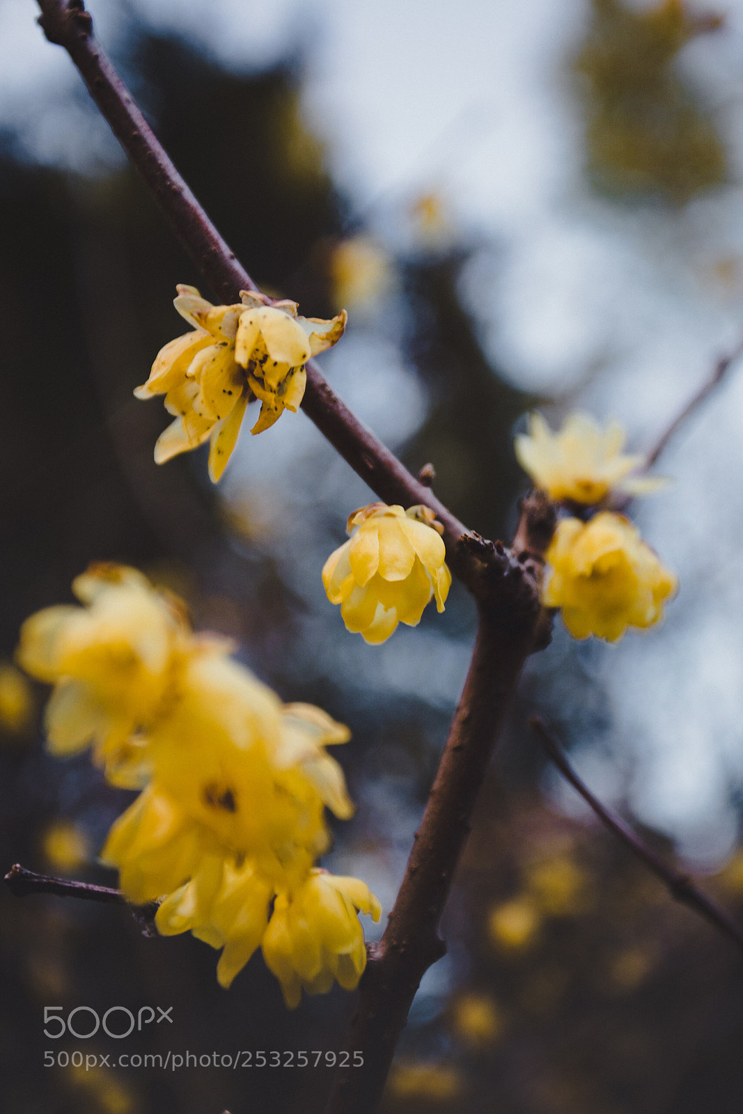 Canon EOS 5D Mark IV sample photo. Forget me not photography