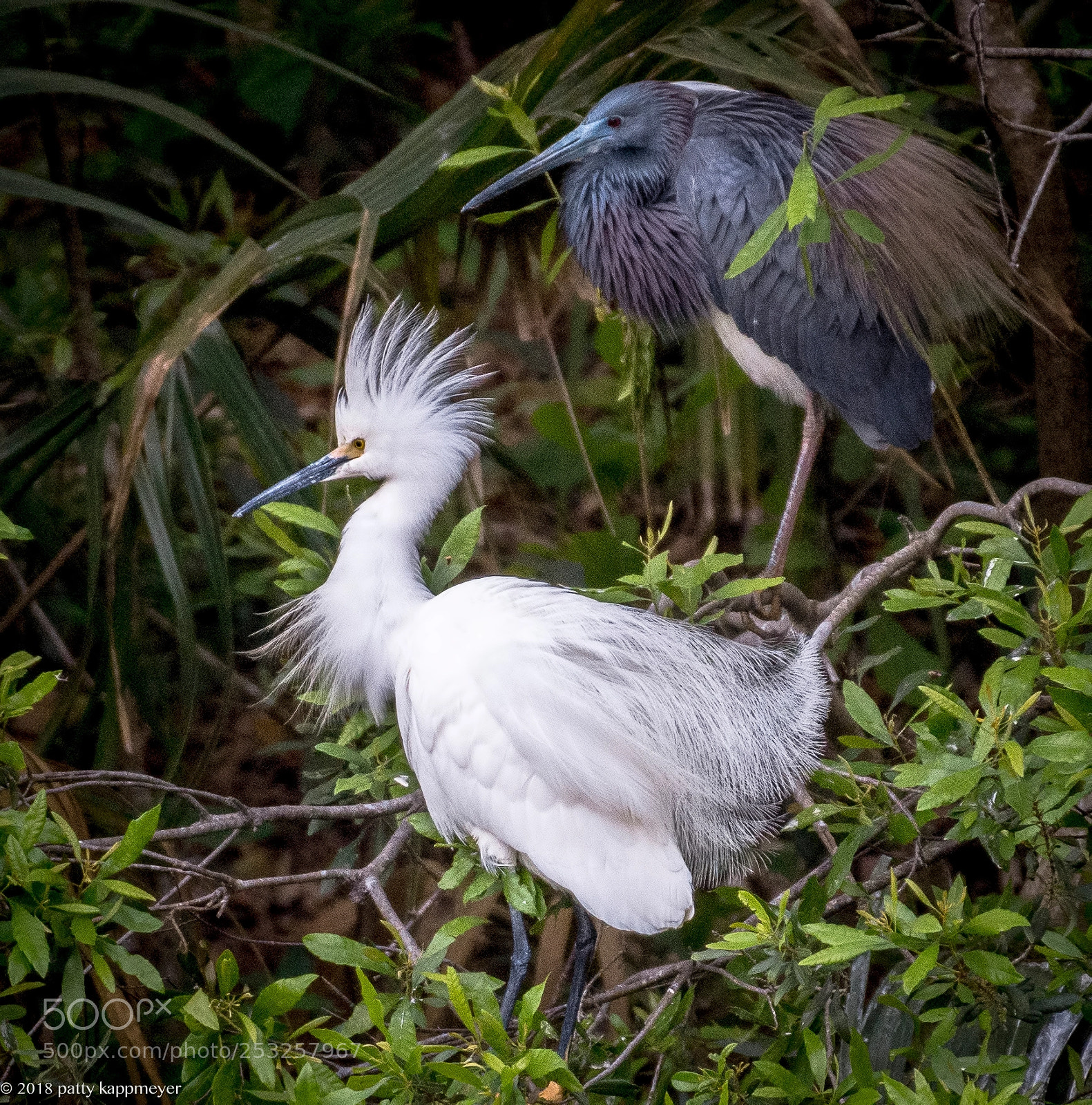 Nikon D7200 sample photo. Snowy egret and tri photography