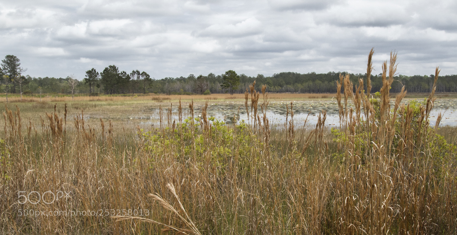 Canon EOS 7D Mark II sample photo. Wild florida grass photography