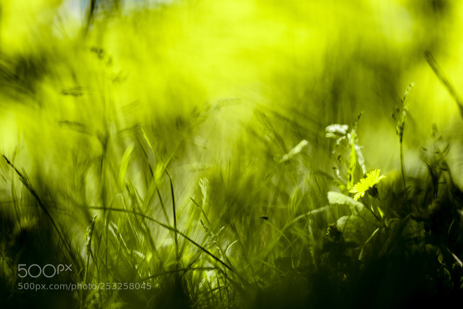 Fujifilm X-Pro2 sample photo. Springtime  photography