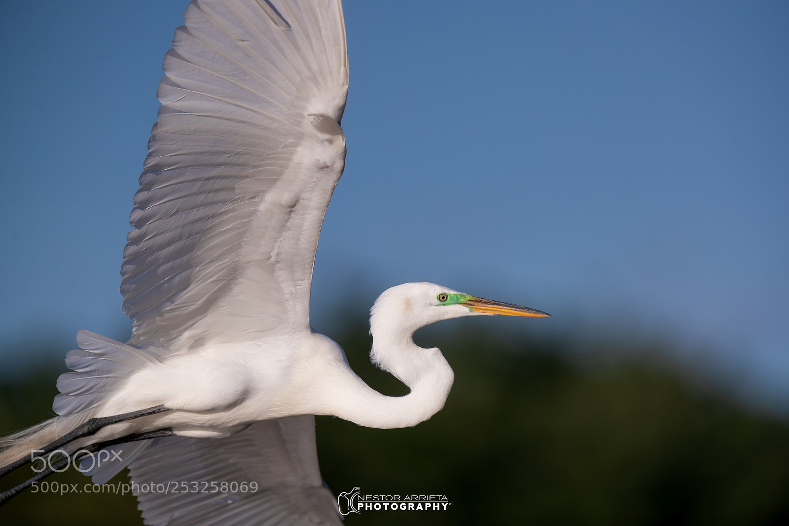 Canon EOS-1D X Mark II sample photo. Ardea alba photography