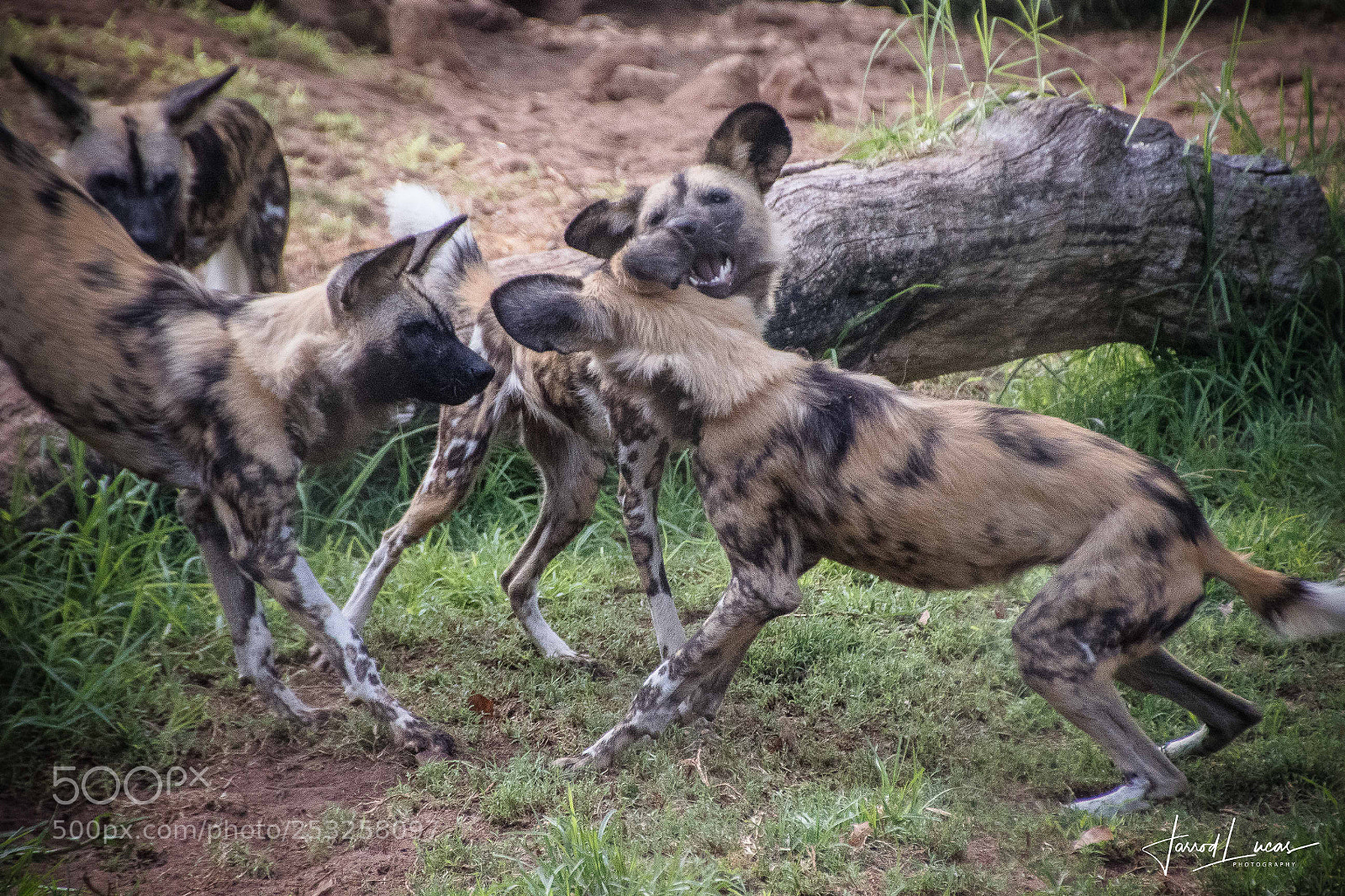 Canon EOS 7D Mark II sample photo. Perth zoo photography