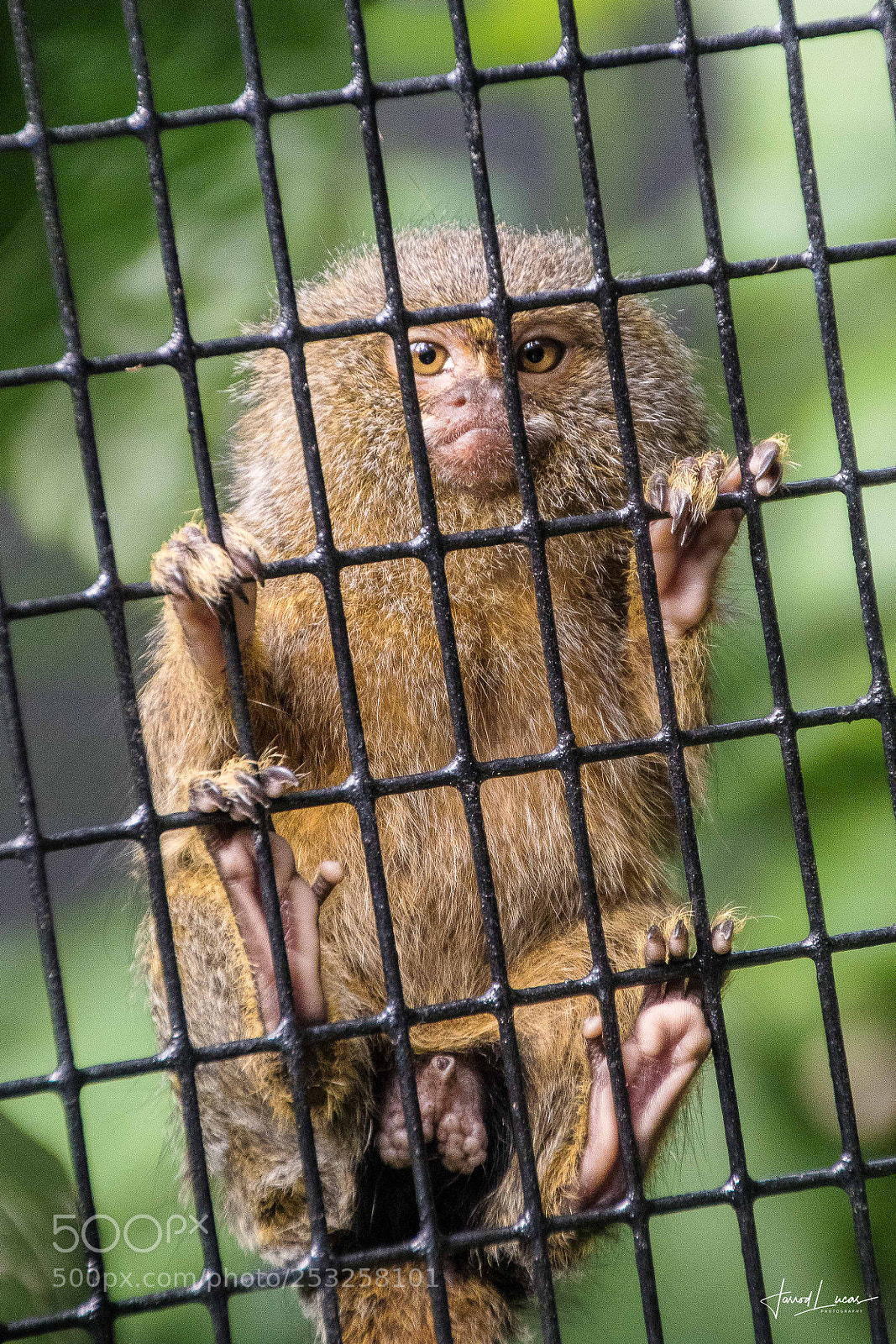 Canon EOS 7D Mark II sample photo. Perth zoo photography