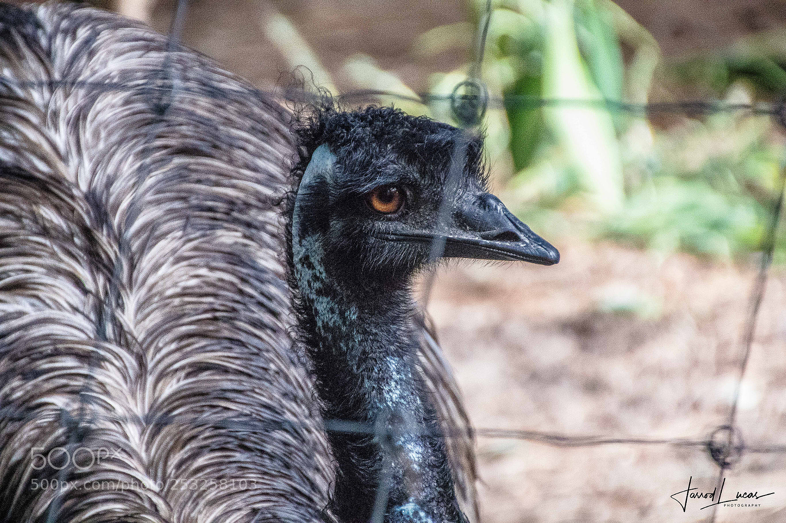 Canon EOS 7D Mark II sample photo. Don't fence me in photography