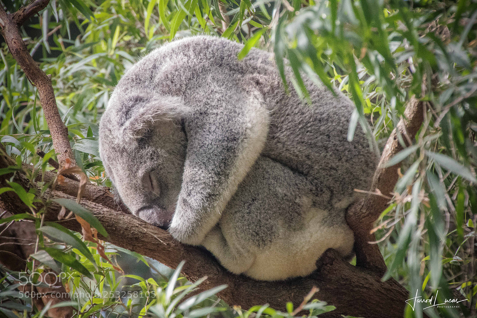 Canon EOS 7D Mark II sample photo. Cuddly koala photography