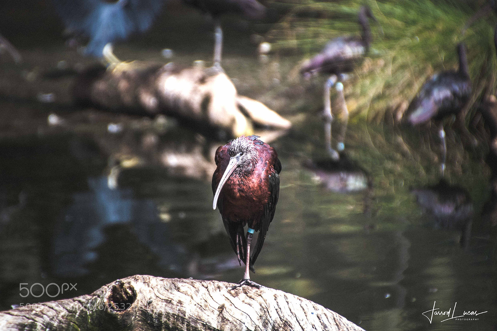 Canon EOS 7D Mark II sample photo. Perth zoo photography