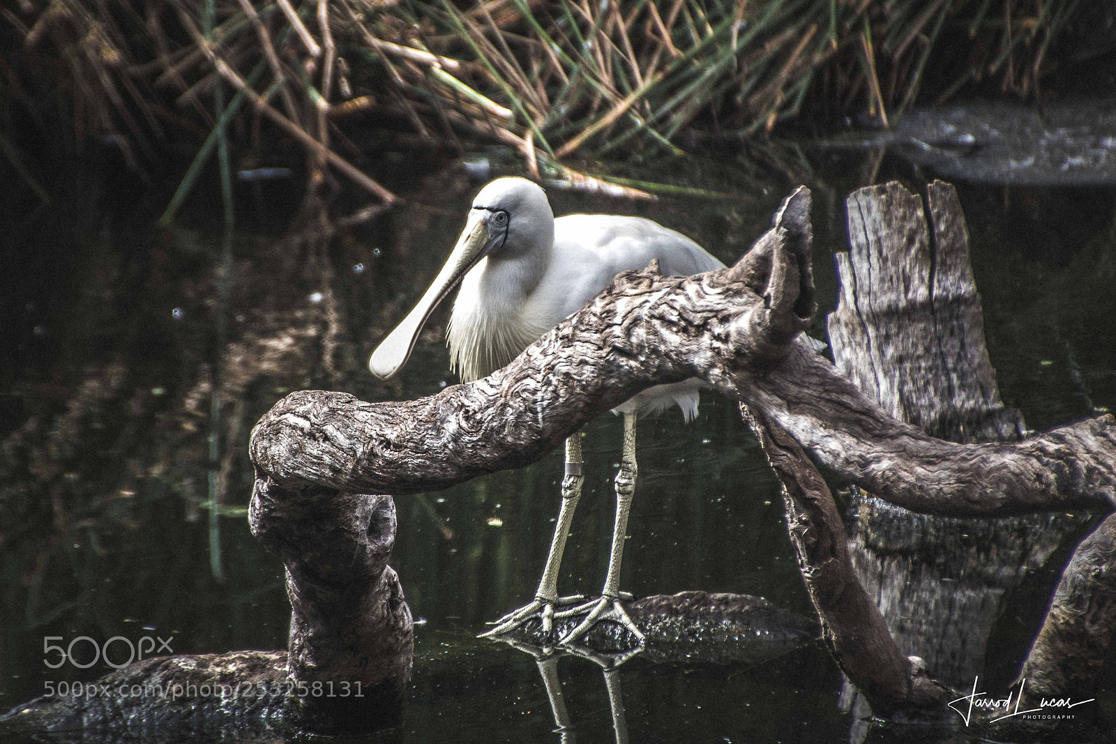 Canon EOS 7D Mark II sample photo. Perth zoo photography