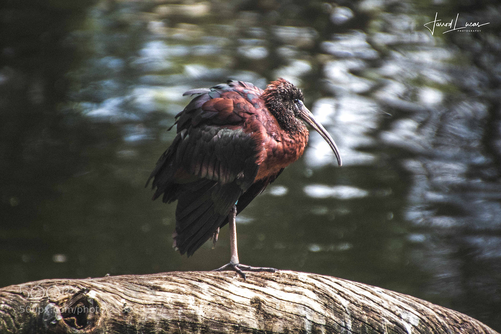 Canon EOS 7D Mark II sample photo. Perth zoo photography