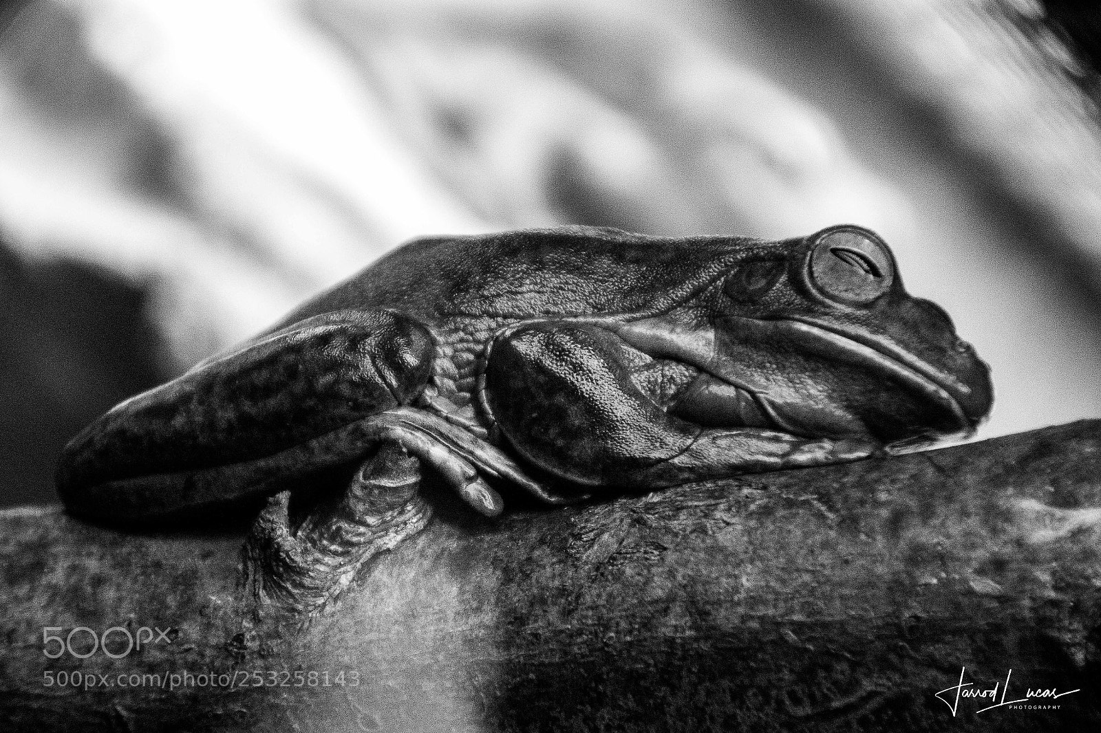 Canon EOS 7D Mark II sample photo. Perth zoo photography