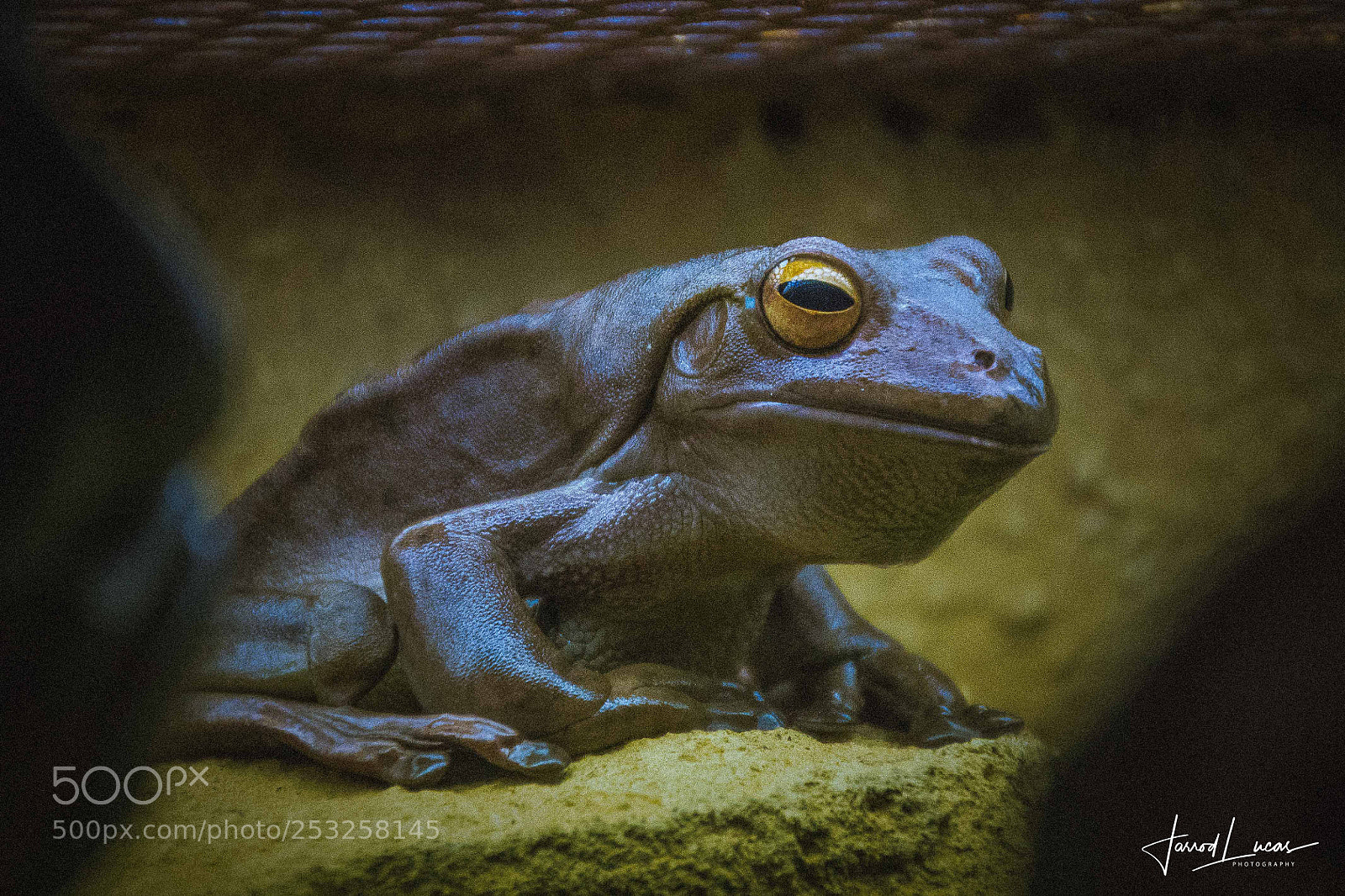 Canon EOS 7D Mark II sample photo. Perth zoo photography