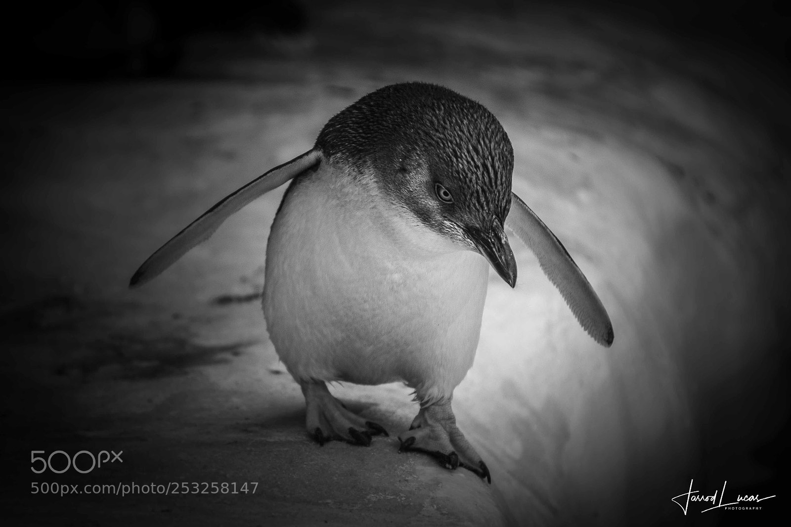 Canon EOS 7D Mark II sample photo. Perth zoo photography