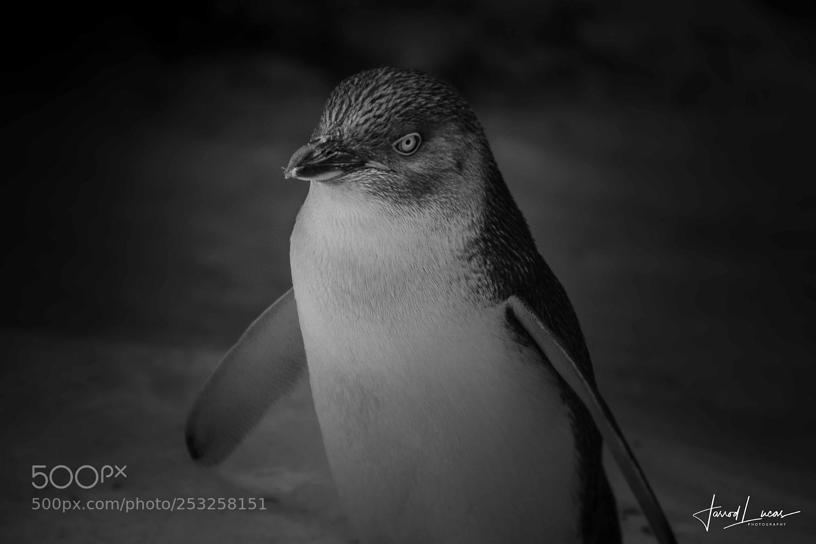 Canon EOS 7D Mark II sample photo. Perth zoo photography