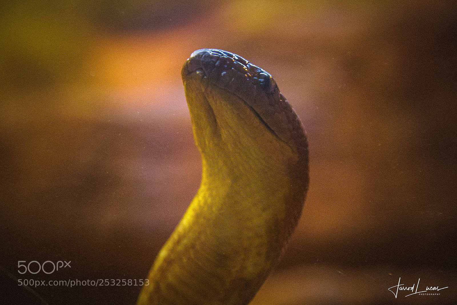 Canon EOS 7D Mark II sample photo. Perth zoo photography