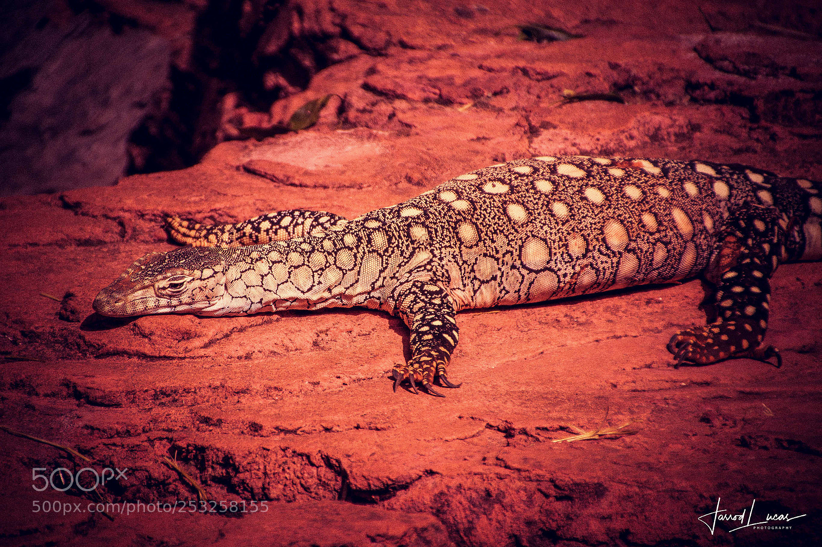 Canon EOS 7D Mark II sample photo. Perth zoo photography