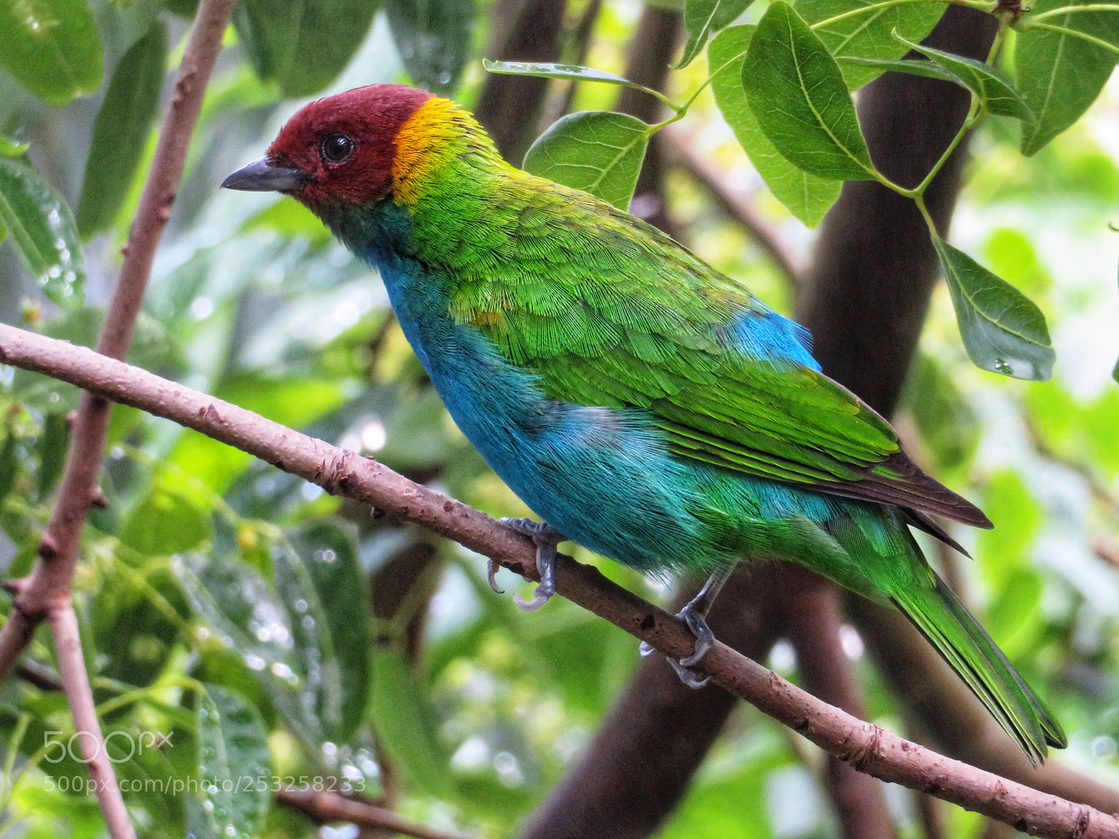 Canon PowerShot SX720 HS sample photo. Bay-headed tanager photography