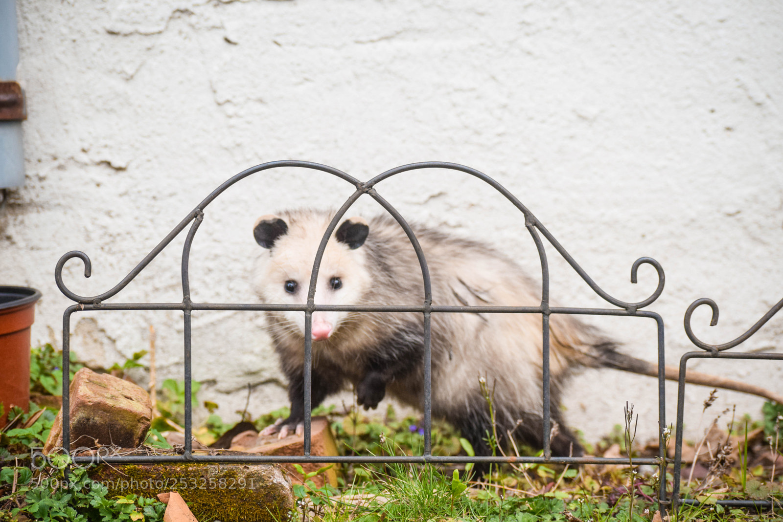 Nikon D3300 sample photo. Little friend photography