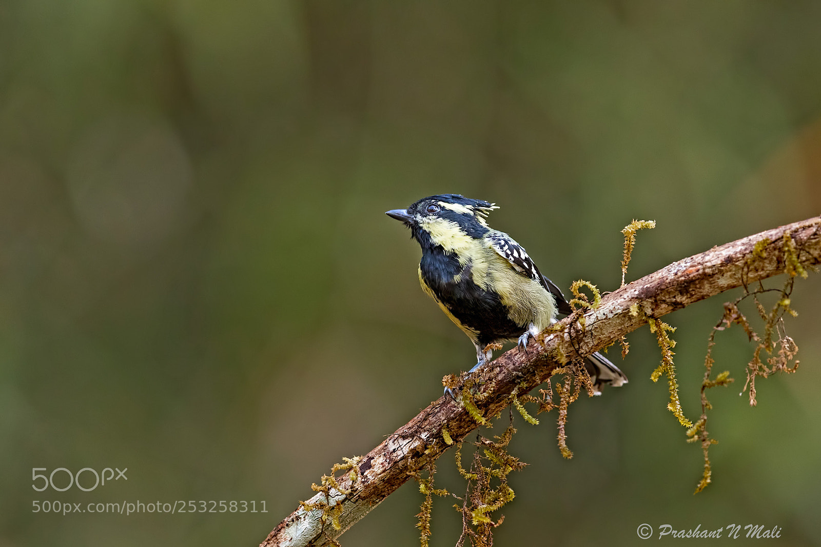Canon EOS 5D Mark IV sample photo. Indian black-lored tit photography